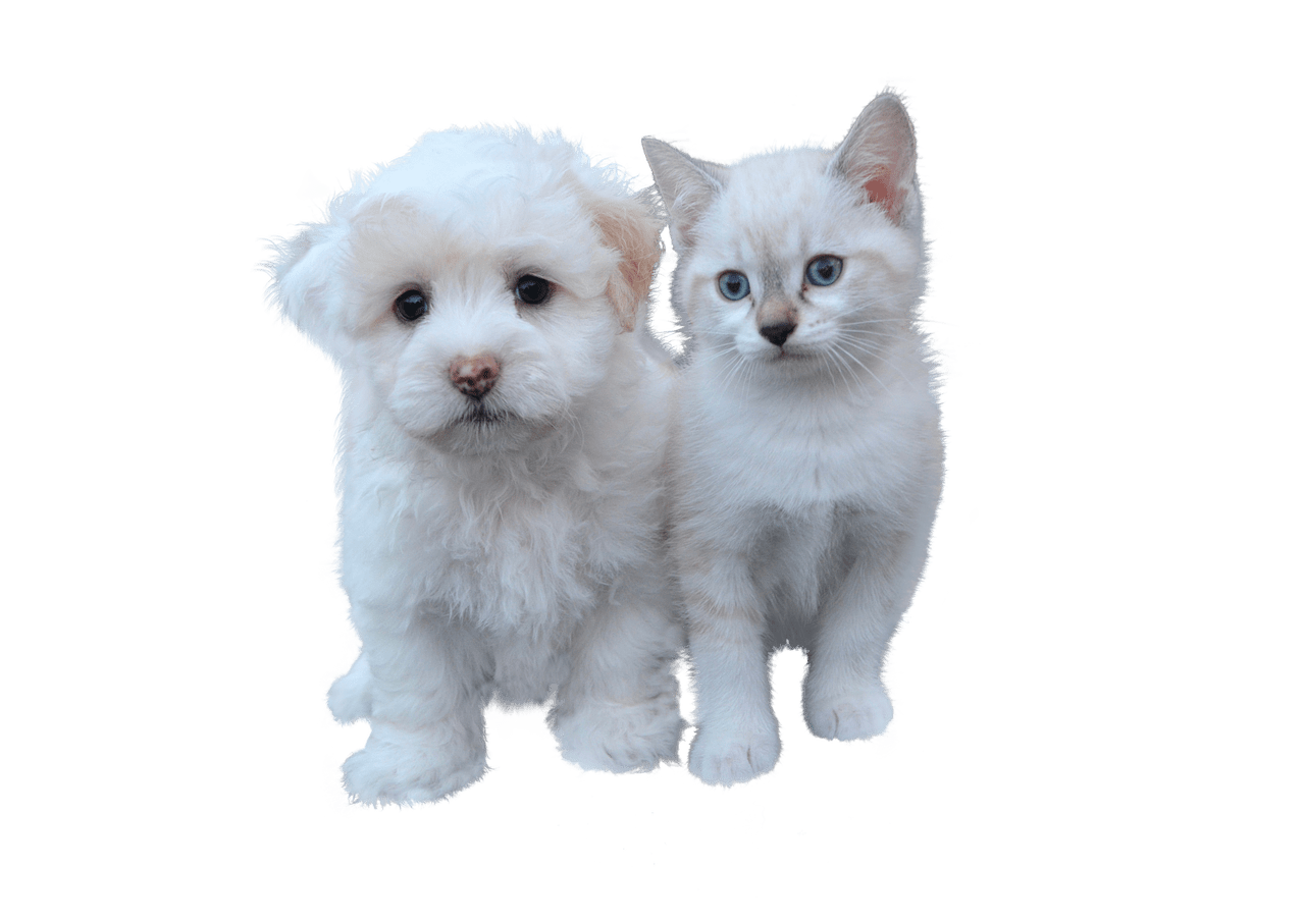 Perro y gato de color blanco